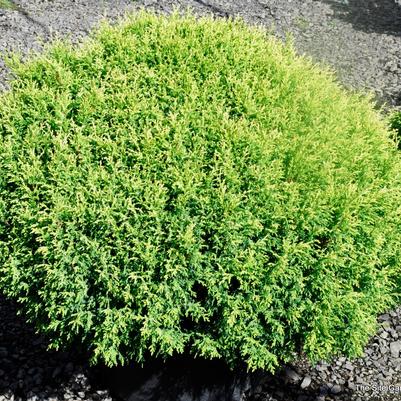 Chamaecyparis pisifera Cream Ball