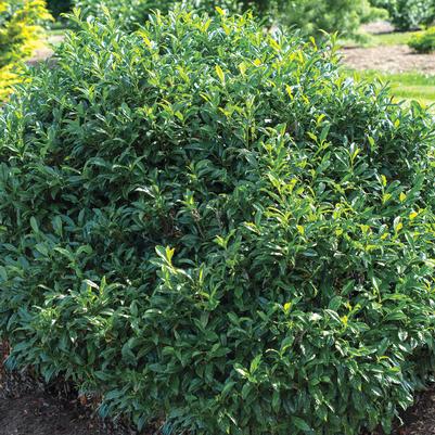 Prunus Chestnut Hill PP24880