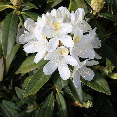 Rhododendron catawbiense Chionoides