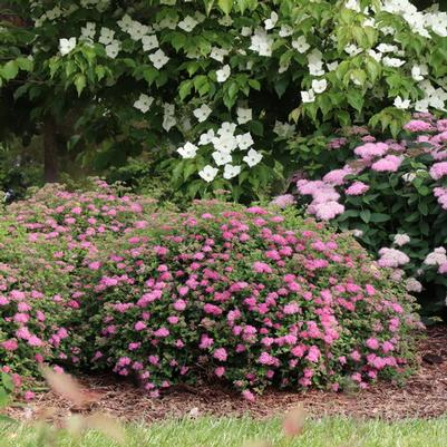 Spiraea japonica Double Play® Princess™ PPAF