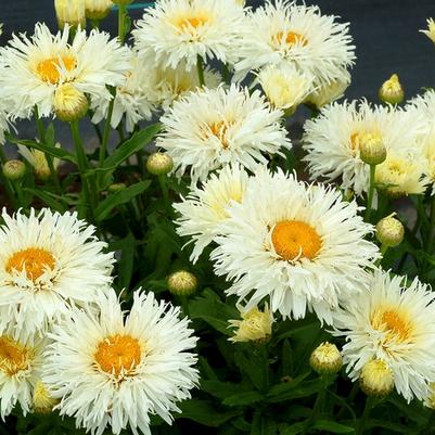 Leucanthemum x superbum Coconut
