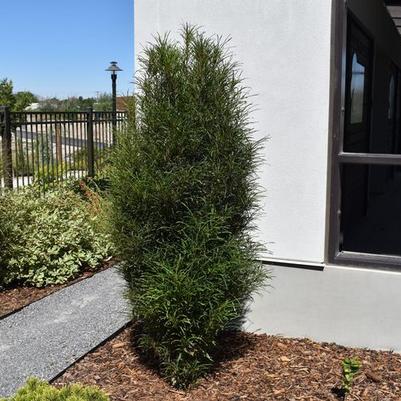 Rhamnus frangula Fine Line® PP32503