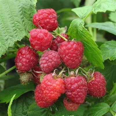 Rubus idaeus Heritage