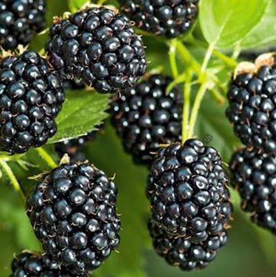 Rubus ursinus Arapaho