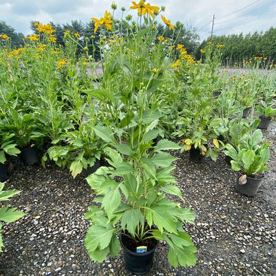 Rudbeckia Autumn Sun