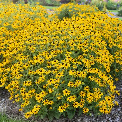 Rudbeckia Treasure Trove PP36594