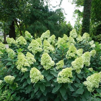 Hydrangea paniculata Limelight Prime® PP32511