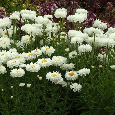 Leucanthemum x superbum Victorian Secret