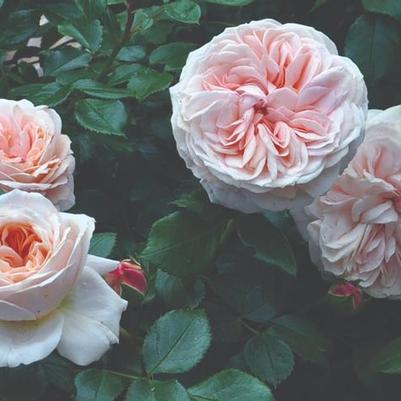 Rosa Floribunda Cream Veranda® PP21198