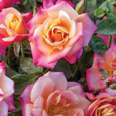 Rosa Floribunda Polynesian Punch™ PP28073