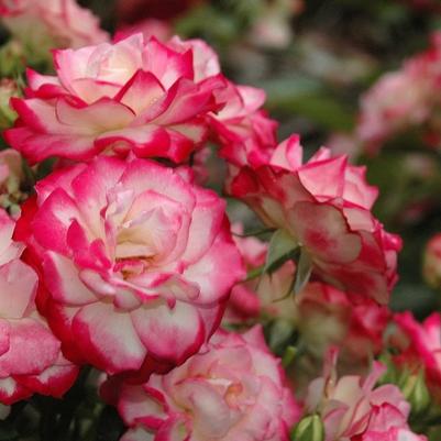 Rosa Grandiflora Cherry Parfait™