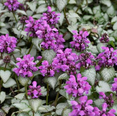 Lamium maculatum Purple Dragon