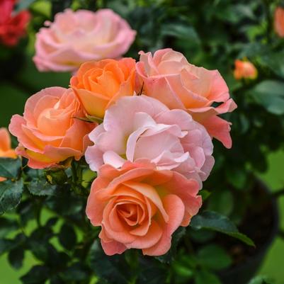Rosa Groundcover Peach Drift® PP18542