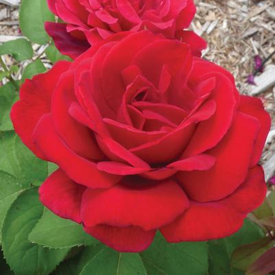 Rosa Hybrid Tea Chrysler Imperial