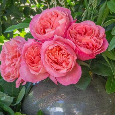 Rosa Hybrid Tea Sweet Mademoiselle™ PP28659
