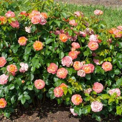 Rosa Shrub Orange Glow™ Knock Out® PP35826