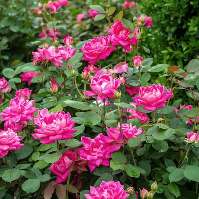 Rosa Shrub Pink Double Knock Out® PP18507
