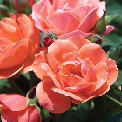 Rosa Shrub Coral Knock Out® PP19803