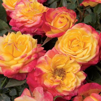Rosa Mini Sunblaze® Rainbow PP17481
