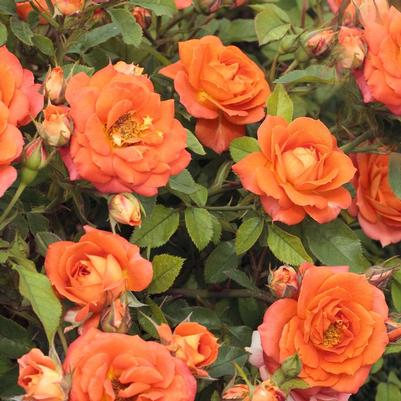 Rosa Mini Sunblaze® AmberPP20779