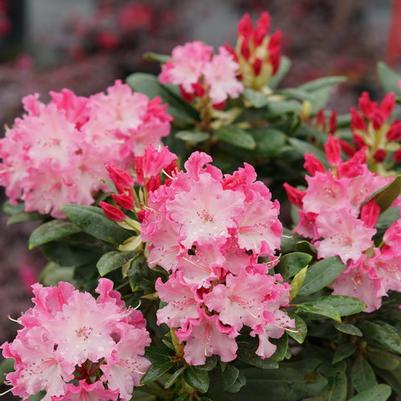 Rhododendron catawbiense Dandy Man Color Wheel® PP31150