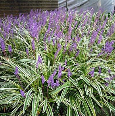 Liriope muscari Silvery Sunproof
