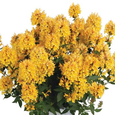 Agastache Honeysticks Gold