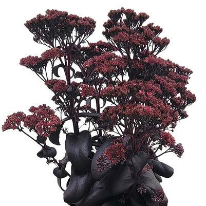 Sedum telephium Cloudburst Burgundy