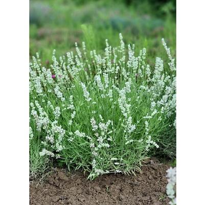 Lavandula angustifolia Big Time White