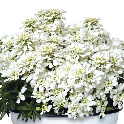 Iberis semp. White Light