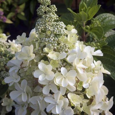Hydrangea paniculata Candelabra® PP27472