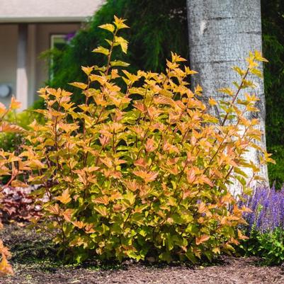 Physocarpus opulifolius Savannah Sunset™ PP34993