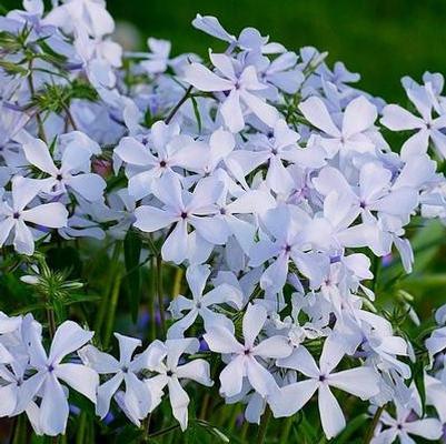 Phlox May Breeze