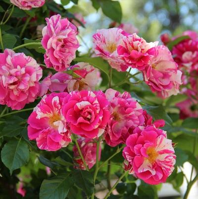 Rosa Climbing Berries & Cream PP10639