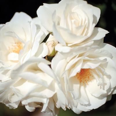 Rose Climbing Climbing Iceberg