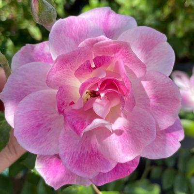 Rosa Floribunda Brilliant Pink Iceberg PPAF