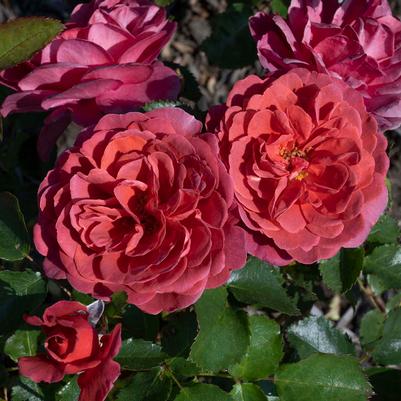 Rosa Floribunda Desert Sky PP36170