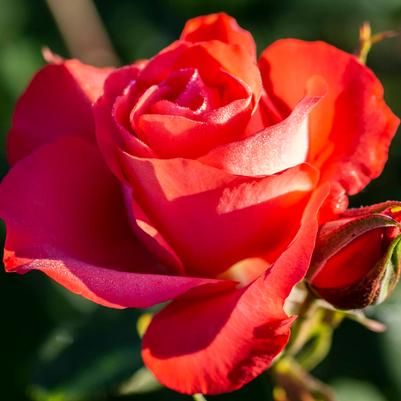 Rosa Floribunda Marmalade Skies PP12579
