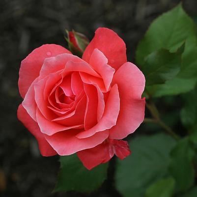 Rosa Grandiflora Camelot