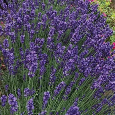 Lavandula Blue Jeans
