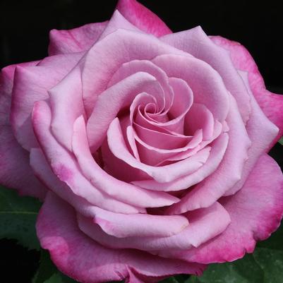 Rosa Grandiflora Fragrant Plum