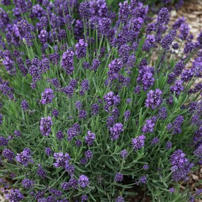 Lavandula La Diva Eternal Elegance