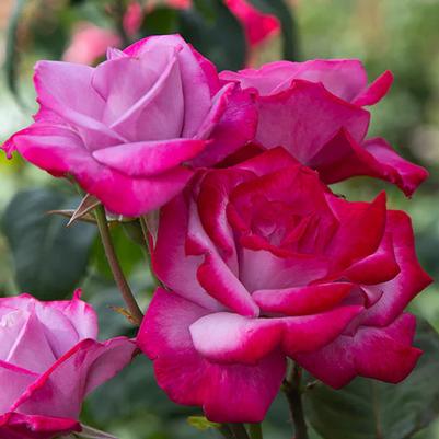 Rosa Hybrid Tea Paradise