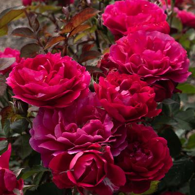 Rose Tree 24 Triple Knock Out® PPAF
