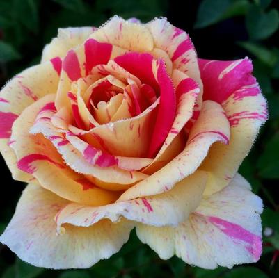 Rosa Shrub True Delight