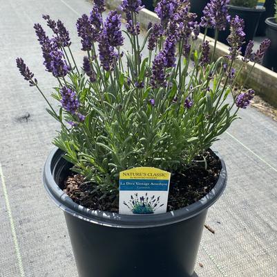 Lavandula La Diva Vintage Amethyst