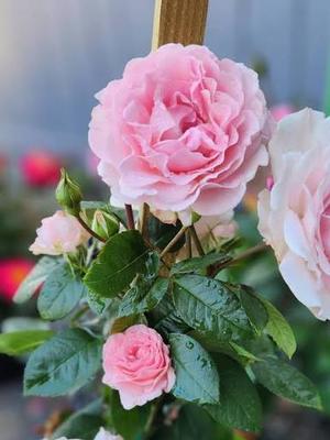 Rosa Shrub True Devotion