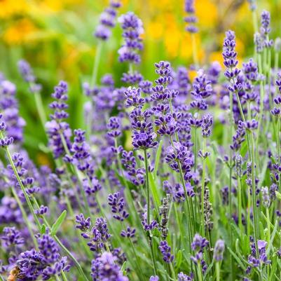 Lavandula Summer Serenade