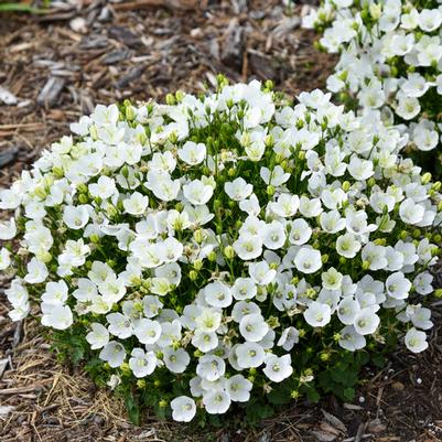 Campanula carpatica Mini Marvels&trade; Mini Marvels™ Starbright PP36638