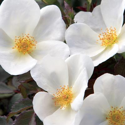 Rose Tree 24 White Knock Out® PP20273